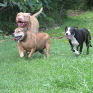 Staffy Saints