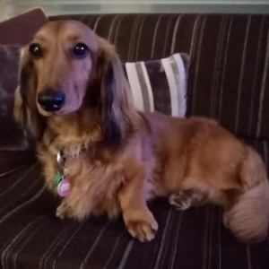 Dachshund Dashers