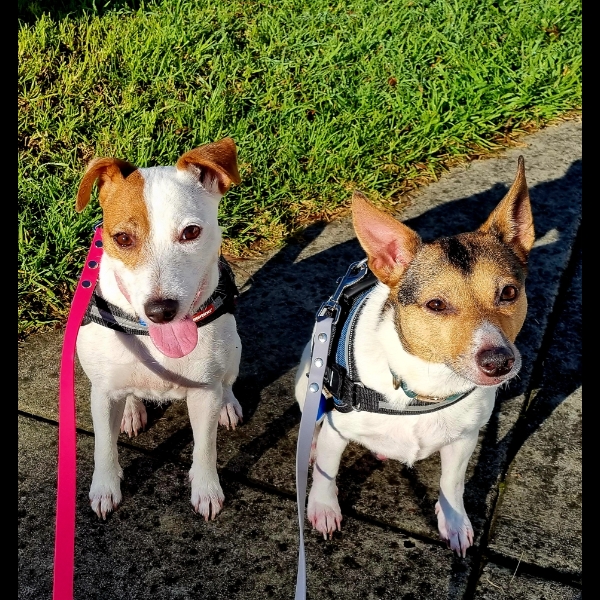 1st Day of Pawgust, 1st walk with Lucy and Pippin