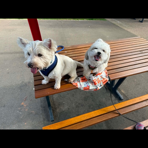 Pawgust walk at Fremont Park