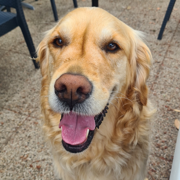 Odin on his 7th Birthday
