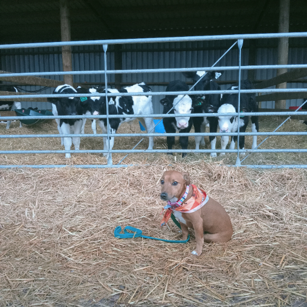 Feeling sorry for myself koz mum told me off for eating calf $hit