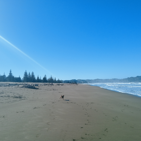 Speedies on my new legs 🐾🦿🌊