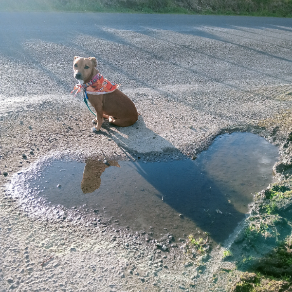 Roadside puddle snaps 💜