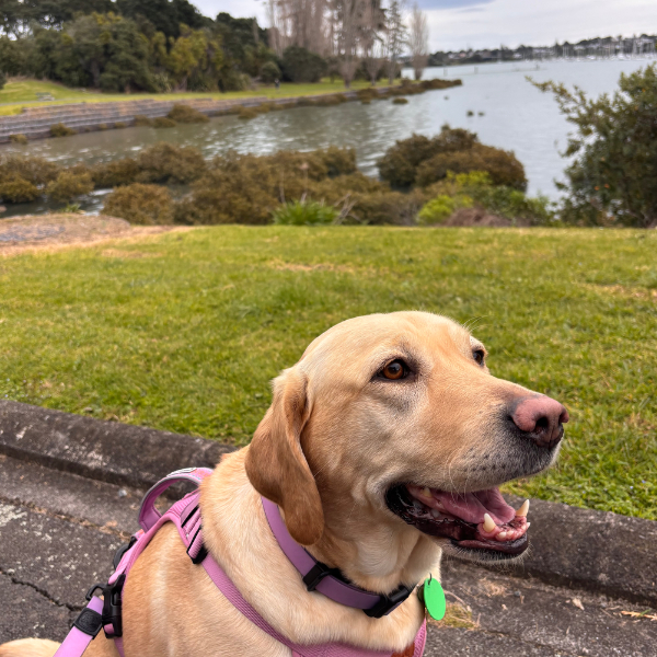 Day 8 - Pakuranga Rotary Path