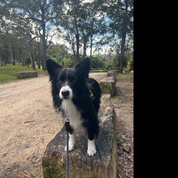 Northern suburbs agility trial 2/8/26