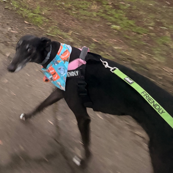 Not the most enthused to walk in the rain