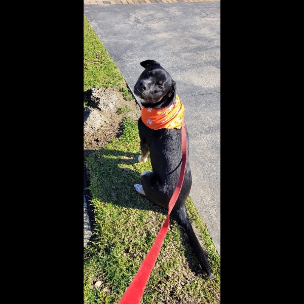 Moose ready for his walk to raise money for the Guide Dogs