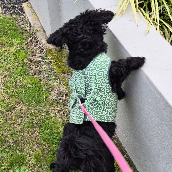 Elsie Rae