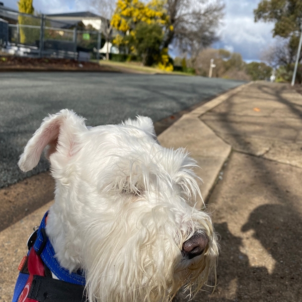 The wattle is out - my hooman will start sneezing now!