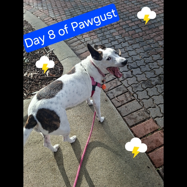 Day 8 of Pawgust