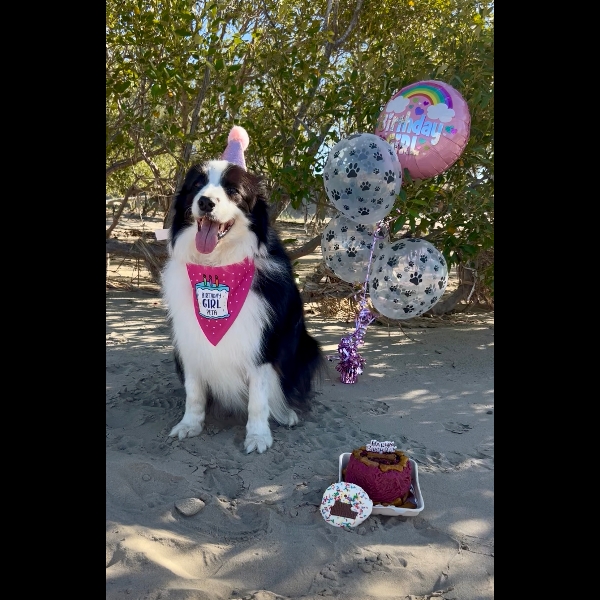 Peta turned 11 this week so we had a Party with our walk