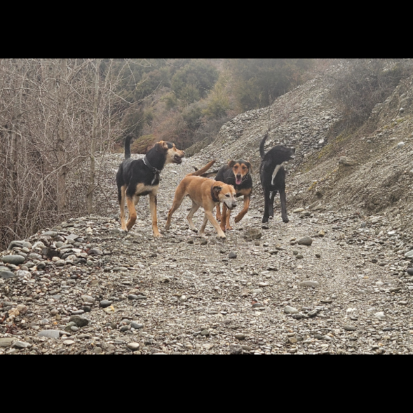 Another preparation walk for Pawgust