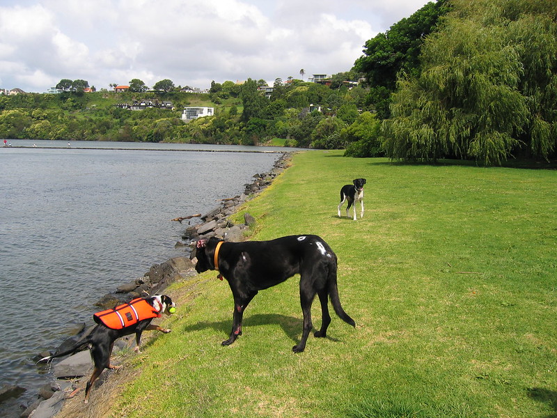Three dogs out for a walk in a park next to a body of water. One of the dogs is climbing up a bank that comes up from the water.