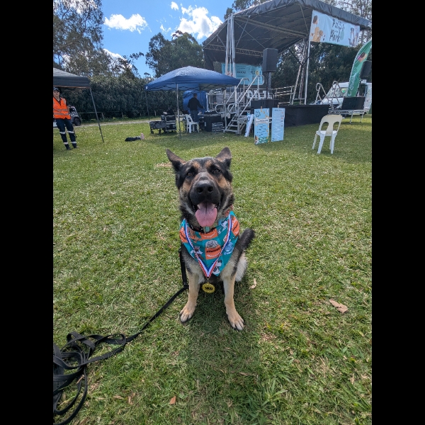 Kafa fundraising at the Paws at the Park dog market on the Gold Coast