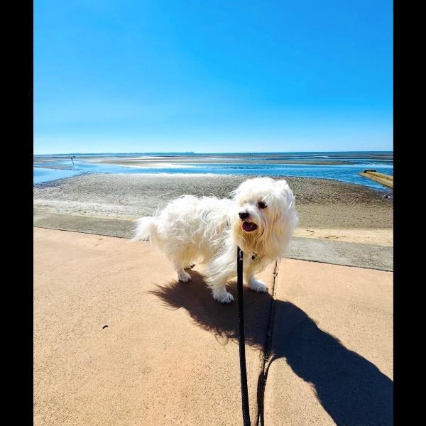 By the seaside