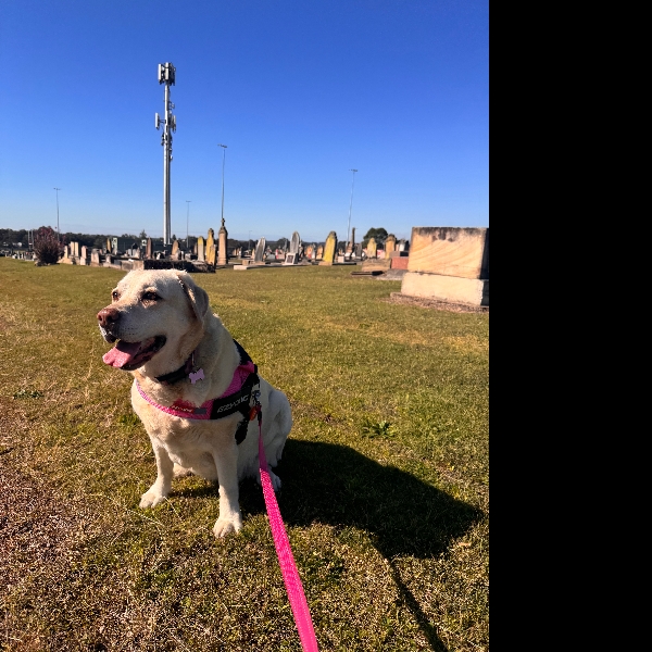 Walking sits at the cemetery.