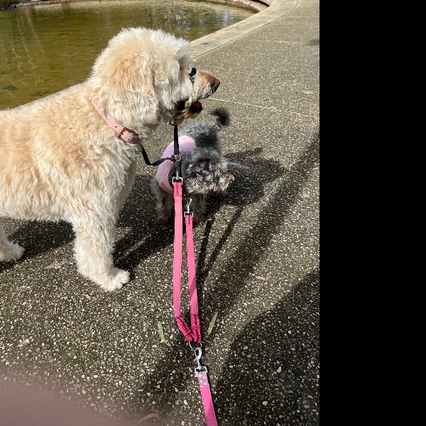 Out on our Pawgust walk