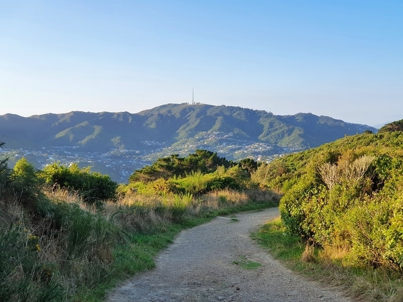 View of Te Ahumairangi Hill on a sunny day