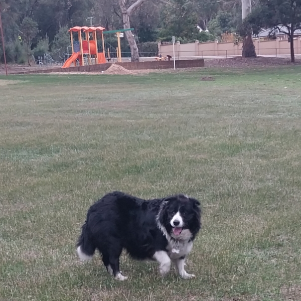Day 5, Lina Hart Memorial Park with Astrid again🛝🌳🐾