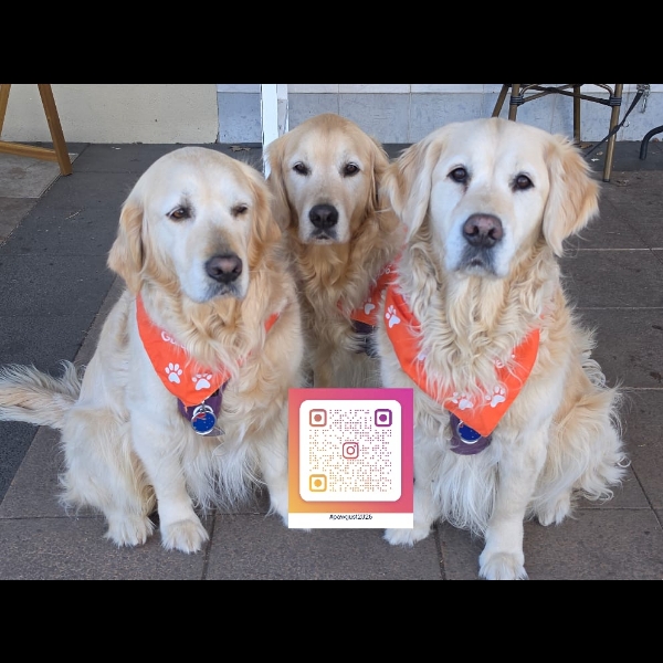 Rockin' the Orange