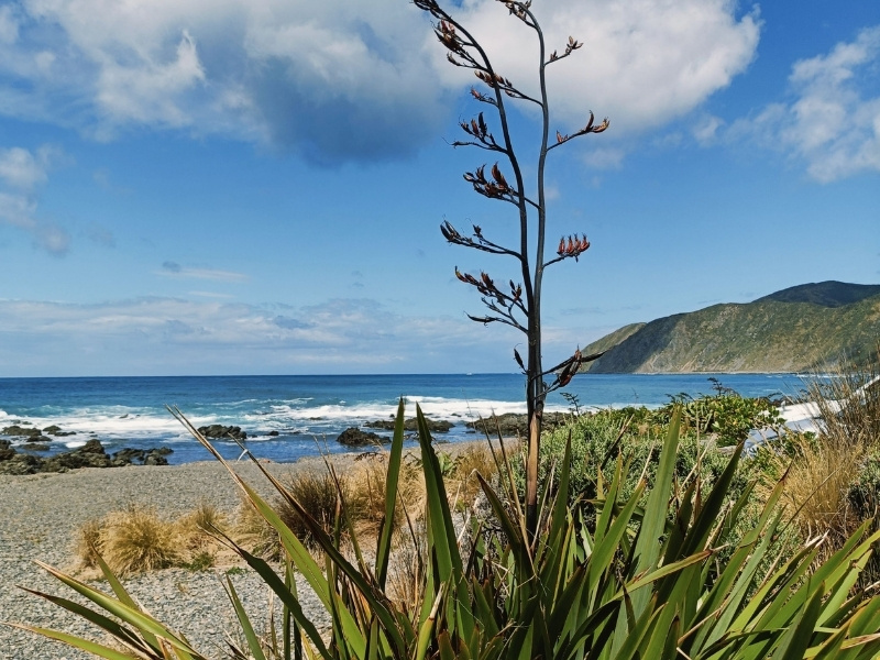 A sunny Wellington Beach with mountains in the background.